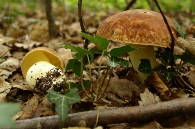 Boletus depilatus- Gefleckthtiger Rhrling