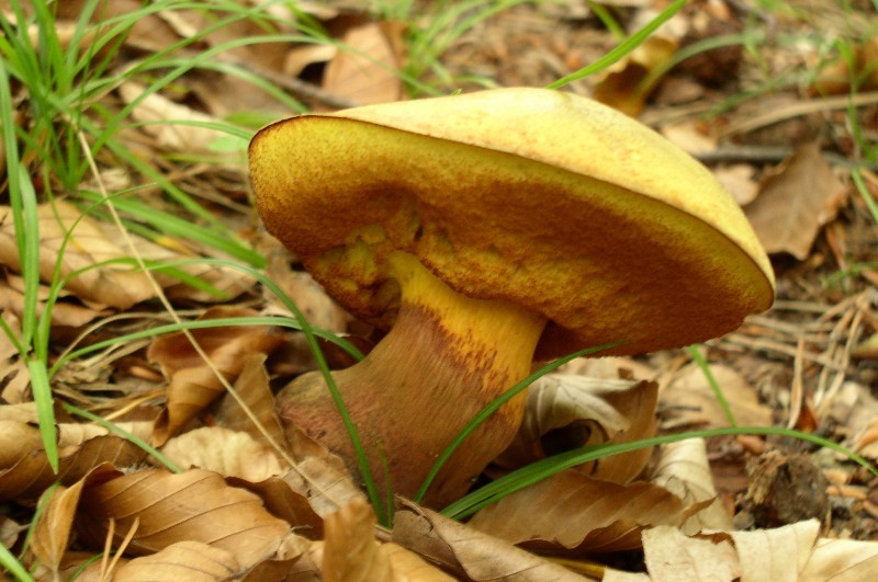 Boletus luridus- Netzstieliger Hexenrhrling (Form ohne Netz)