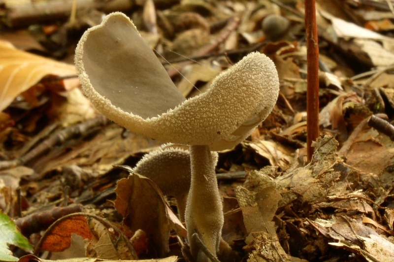 Helvella macropus- Wolligfilziger Langfler