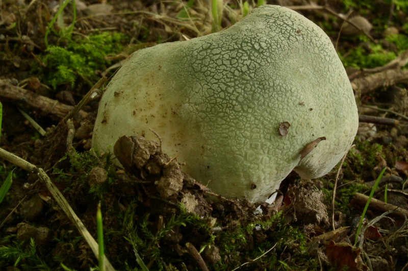 Russula virescens- Grngefelderter Tubling