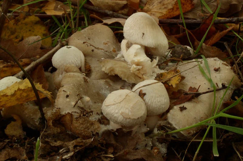 Volvariella surrecta- Parasitischer Scheidling