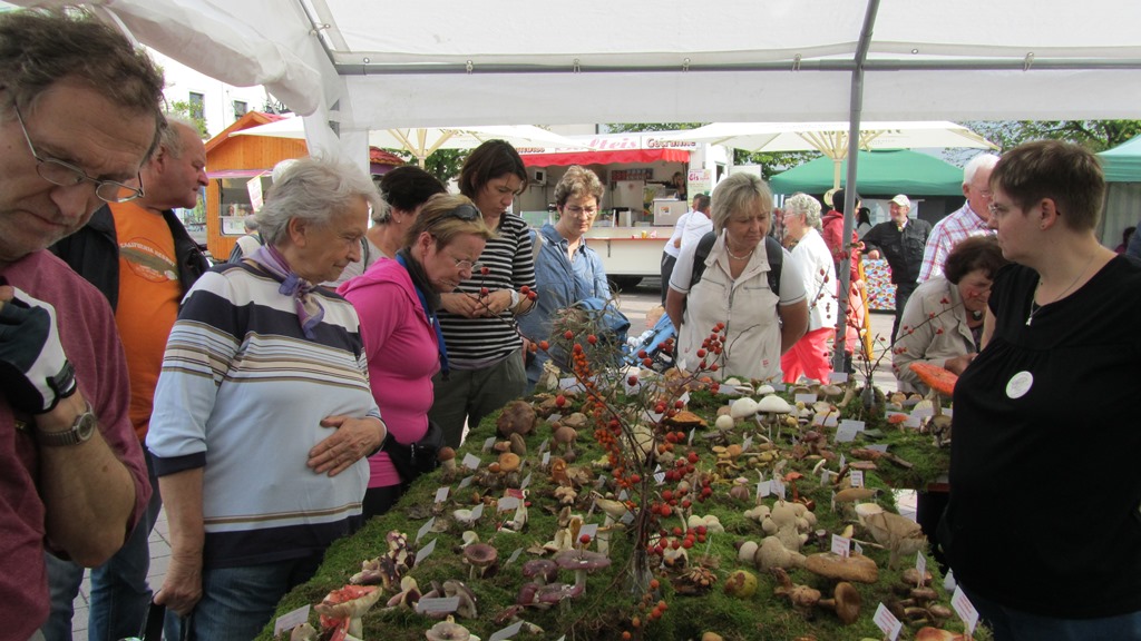 Pilzausstellung in Brand- Erbisdorf