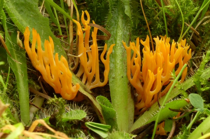 Clavulinopsis corniculata Geweihfrmige Wiesenkoralle