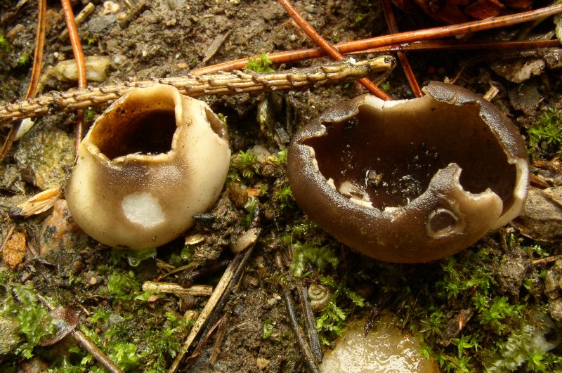 Helvella leucomelaela Schwarzweie Lorchel