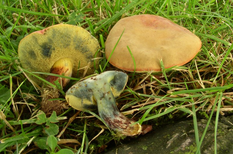 Xerocomus cisalpinus Starkblauender Rotfurhrling