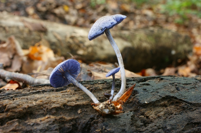 Entoloma euchroum Veilchenblauer Rtling