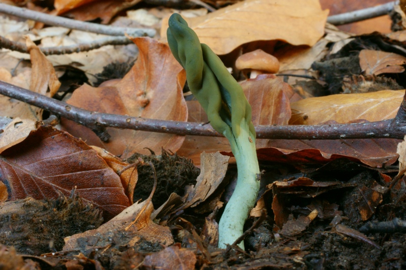 Microglossum viride Grne Erdzunge