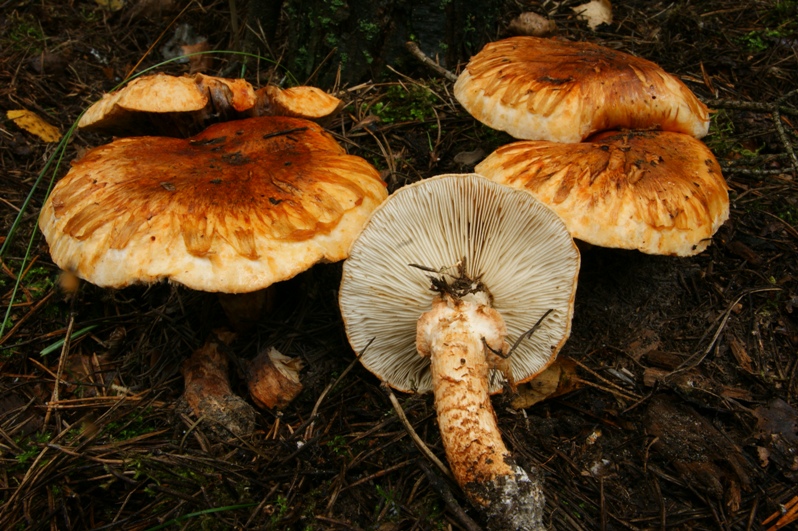 Tricholoma focale Halsband Ritterling