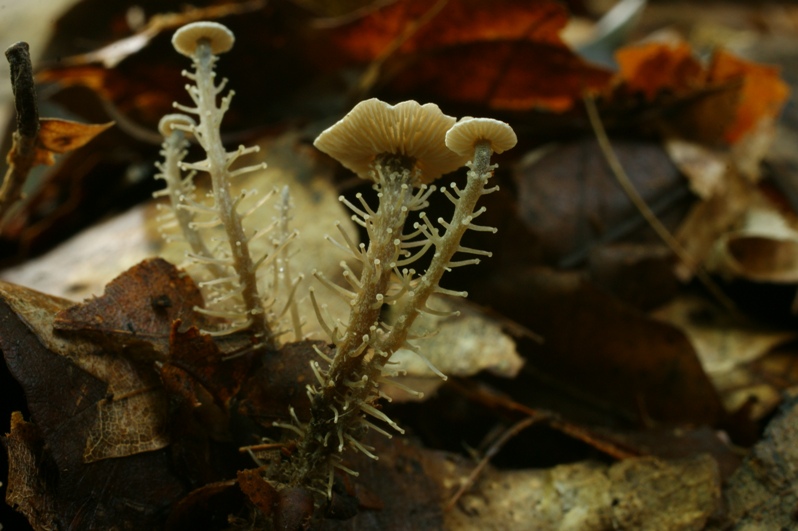 Collybia racemosa Traubenstieliger Rbling