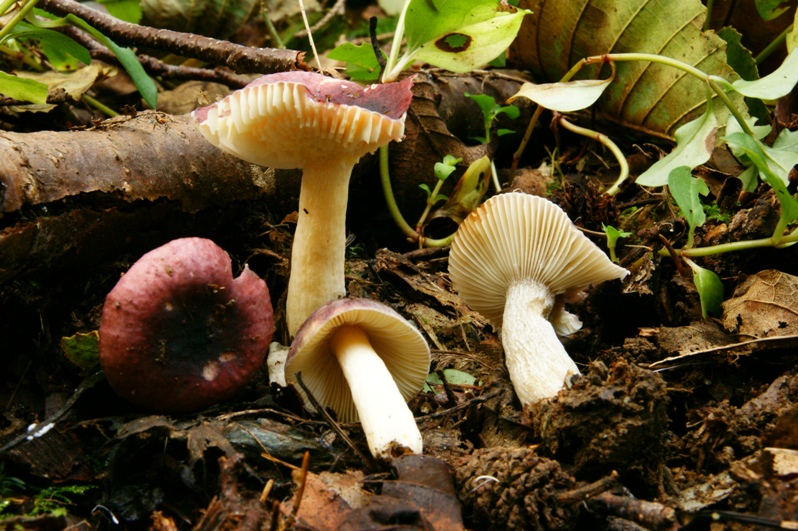 Russula pumila  Erlen- Tuling