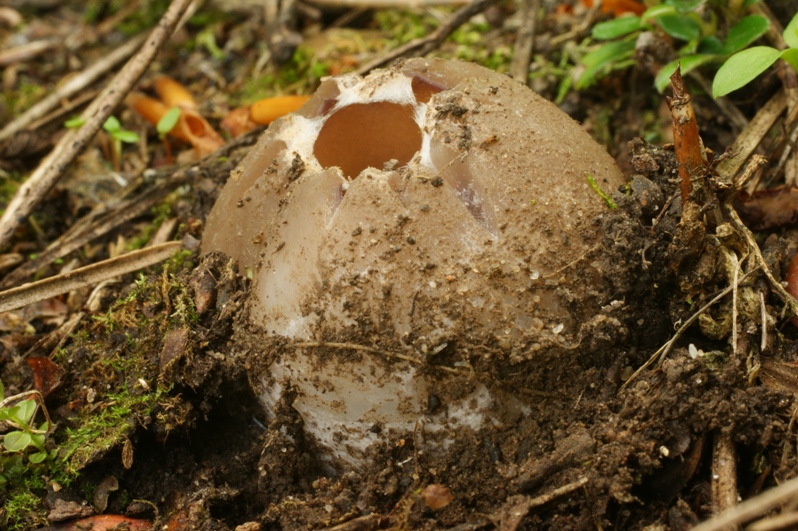 Sarcosphaera coronaria Kronenbecherling