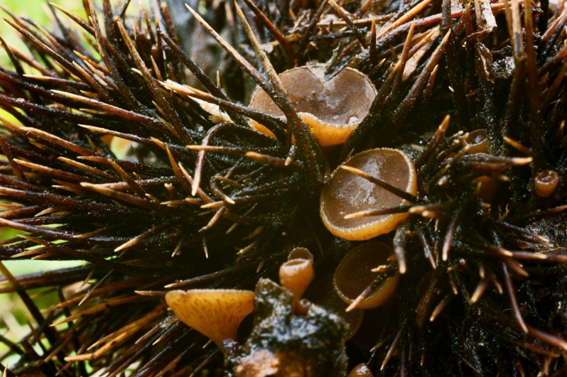 Lanzia echinophila Esskastanienschalen Becherchen