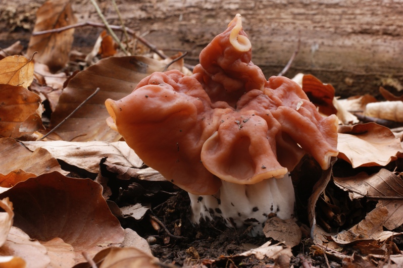 Gyromitra fastigiata  Zipfel-Lorchel