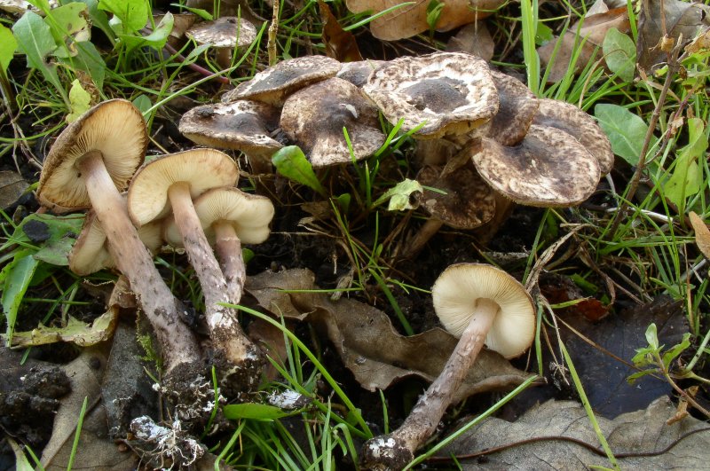 Lepiota fuscovinacea