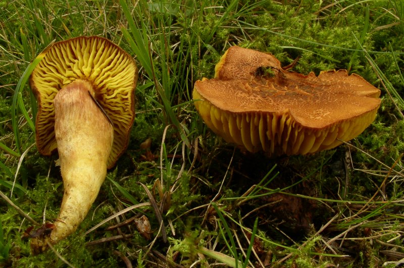 Phylloporus pelletieri