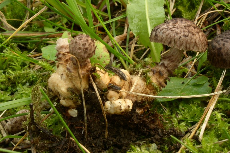 Squamanita odorata