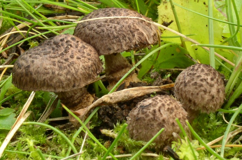 Squamanita odorata