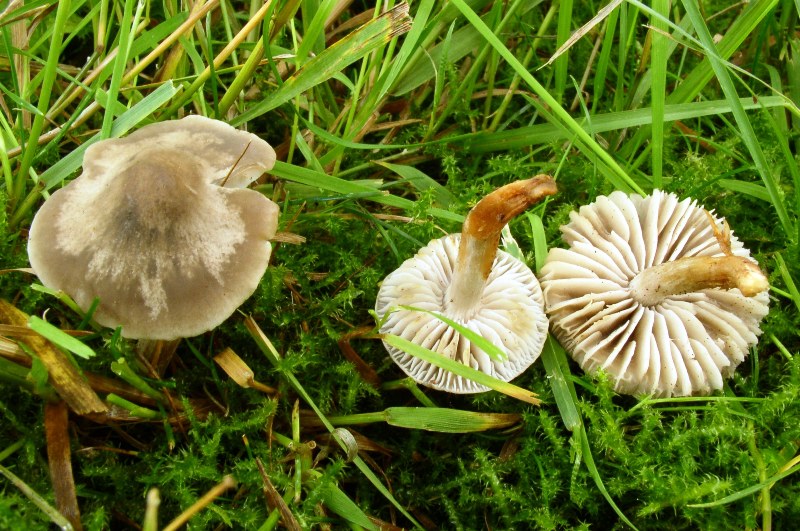 Dermoloma magicum- rötende Fruchtkörper