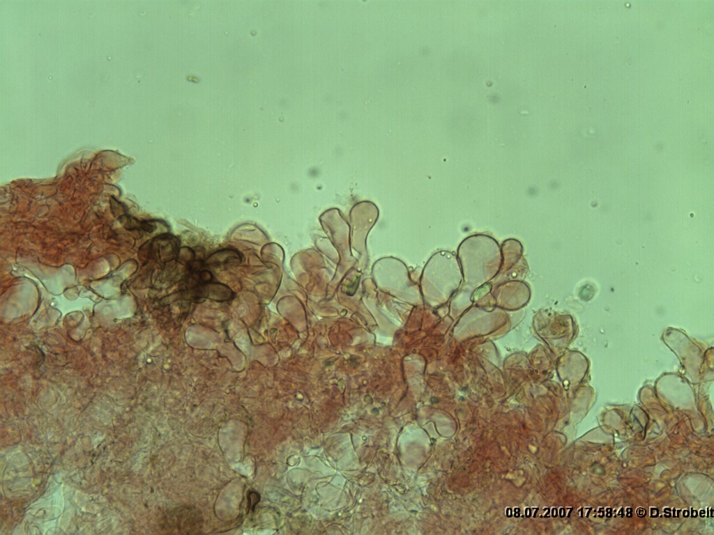 Dermoloma magicum- HDS