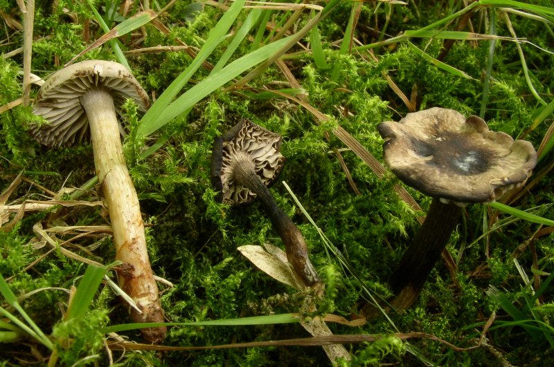 Dermoloma magicum- schwärzende Fruchtkörper