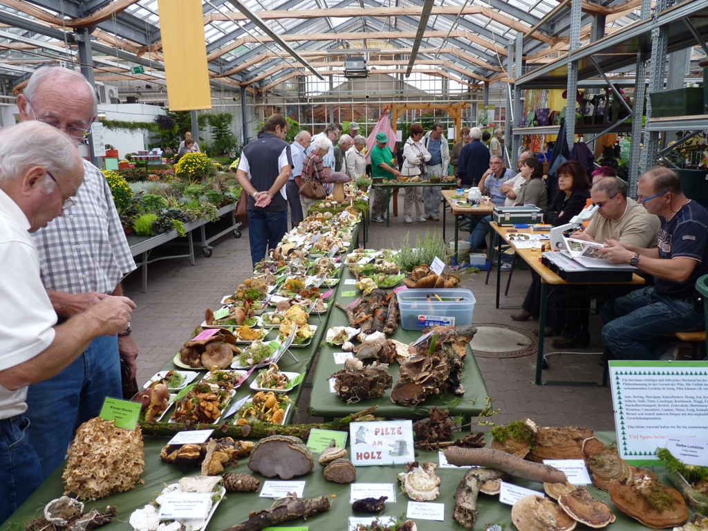 Pilzausstellung in Zwnitz im Floraland Roth