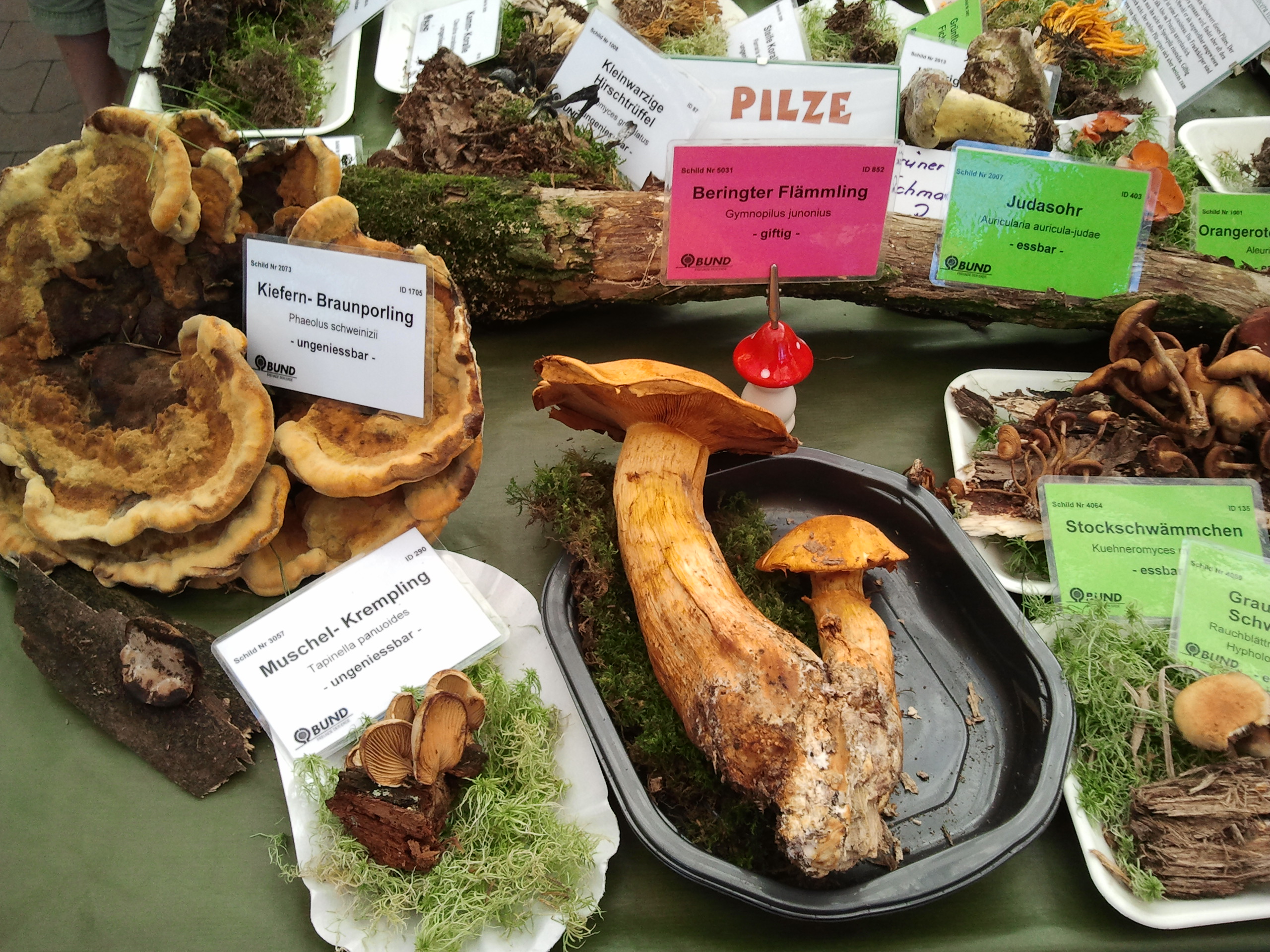 Pilzausstellung in Zwönitz