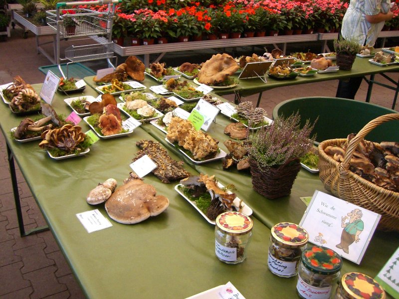 Pilzausstellung im Floraland Roth in Zwnitz Foto: A. Simon