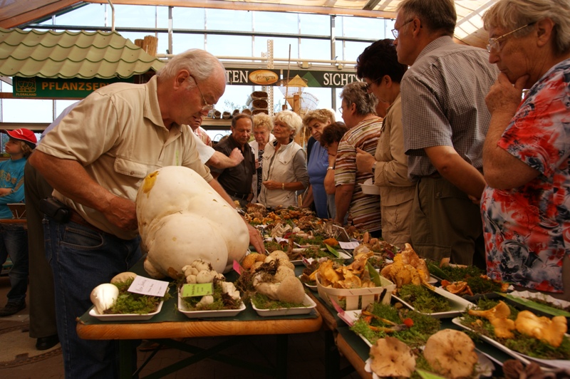 Pilzausstellung im Floraland Roth in Zwnitz